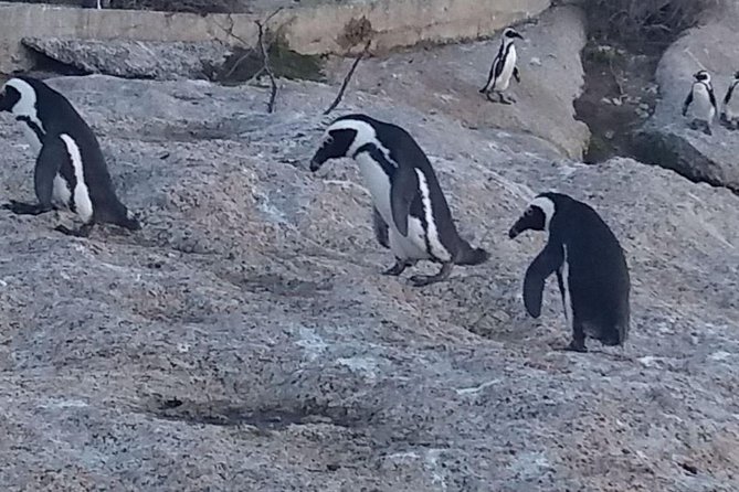 Private Cape Point Penguins Tour-Exploring the Cape Peninsula F/D - Simon’s Town and the African penguins at Boulders Beach