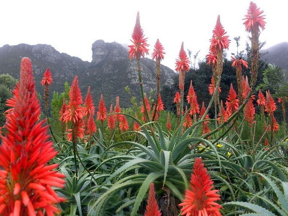 Private Cape Town City Tour table Mountain with wine tasting - Key points to know before booking