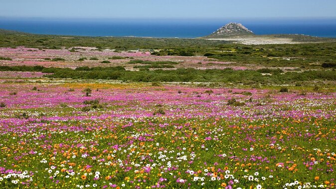 Private Cape Towns West Coastal Tour with Quad Bike - Key points to know