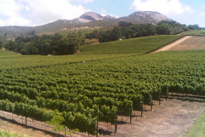 Private Cape Winelands from Stellenbosch OR Franschhoek OR Paarl - Fairview wine and six cheeses