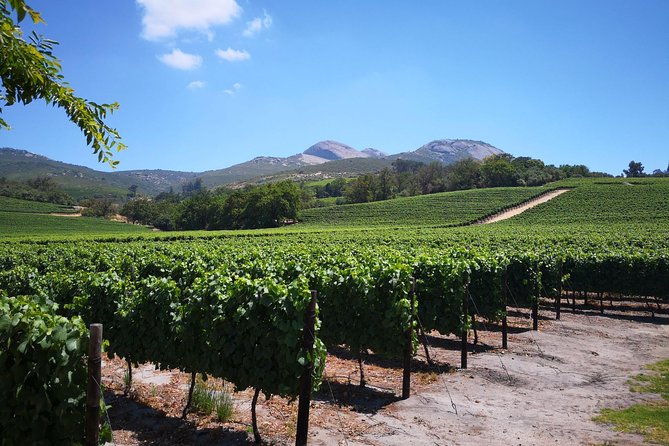 Private Cape Winelands from Stellenbosch OR Franschhoek OR Paarl - Price, tasting fees, and overall value