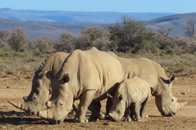 Private Custom Day Tour from Cape Town - Cape Peninsula: the strongest one-day route