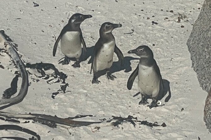 Private/Customised Cape Peninsula and Penguin Colony Tour - Chapman’s Peak Drive and the coastal road