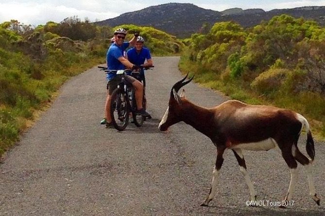 Private Cycling Tour of The Cape Peninsula from Cape Town - Chapman’s Peak Drive by bicycle or shuttle