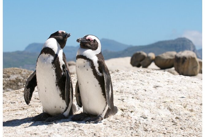 Private Day tour of the Cape. Our reviews show why people book! - A private day built around the Cape Peninsula