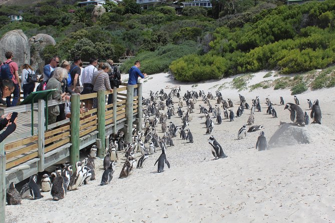 Private Day Tour to Cape of Good Hope Penguins Inc Entry Tickets from Cape Town - Boulders Beach and the African penguins