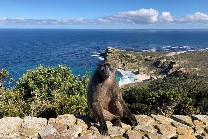 Private Day Tour to Cape Point , Penguins, Wine or Beer Tasting - Finishing in Constantia, with a tasting choice