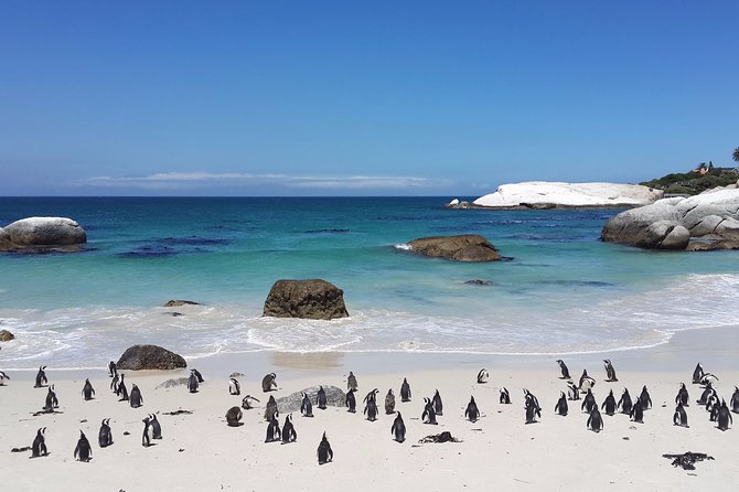 Private day tour to the Cape of Good Hope - Boulders Beach and its African penguins