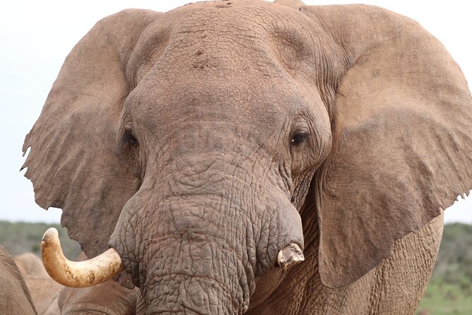 Private Full-Day Addo Elephant National Park - Safari time inside Addo Elephant National Park