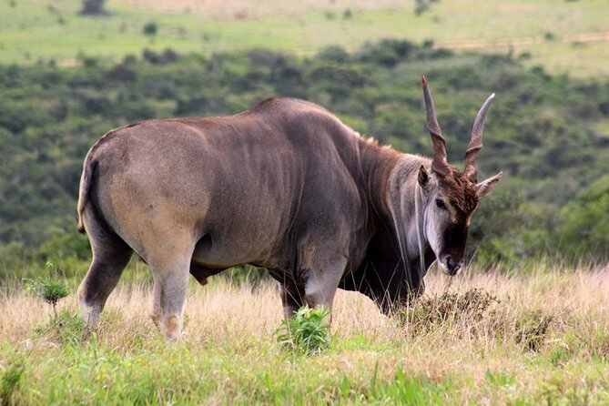 Private Full-Day Addo Elephant National Park - Lunch in the heart of the park