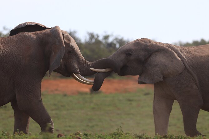 Private Full-Day Addo Elephant National Park - Who will get the most from this experience