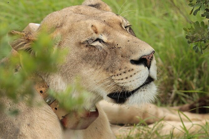 Private Full-Day Addo Elephant National Park - Leaving Port Elizabeth in a private vehicle