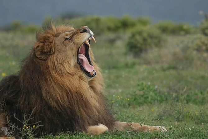 Private Full-Day Addo Elephant Park & Giraffe Walk - Walking with giraffes at Addo Afrique