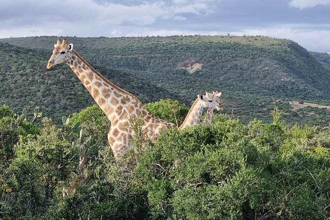 Private Full-Day Addo Elephant Park & Giraffe Walk - What the private format really adds