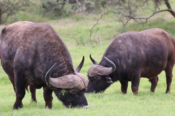 Private Full-Day Addo Elephant Park & Giraffe Walk - Timing, cancellation, and practical details