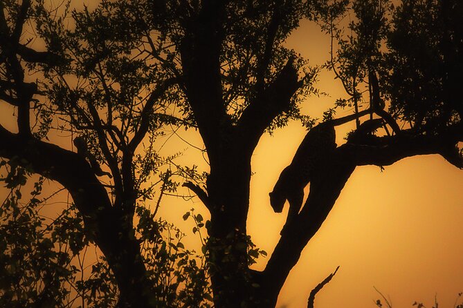Private Full Day Safari (10 hours) in Kruger National Park - Starting at Phalaborwa Gate before sunrise