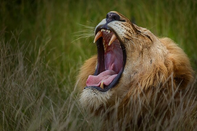 Private Full Day Safari (10 hours) in Kruger National Park - Five hours around Satara’s open savanna