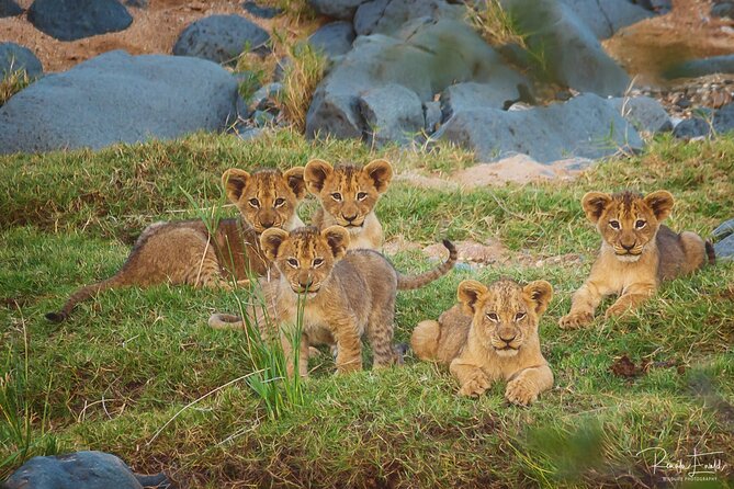 Private Full Day Safari (10 hours) in Kruger National Park - Letaba Rest Camp and the Elephant Hall