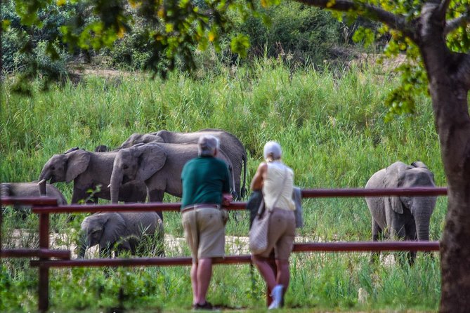 Private Full Day Safari l Kruger National Park from Hazyview or Skukuza - A full day gives wildlife sightings room to happen