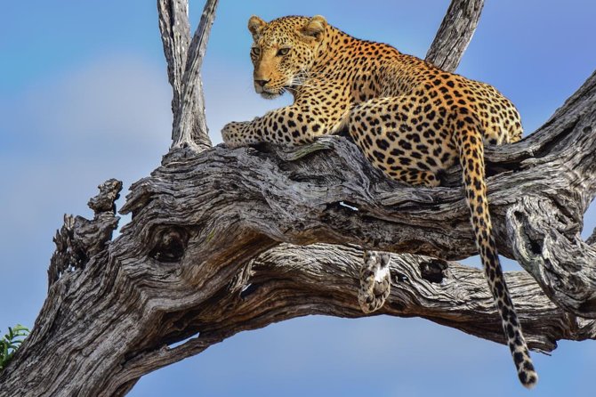 Private Full Day Safari l Kruger National Park from Hazyview or Skukuza - Open-top viewing brings you closer to the bush