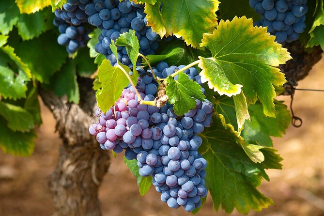 Private Full Day Stellenbosch Wine Tour - Why a private Stellenbosch day works well