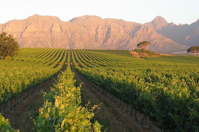 Private Full Day Stellenbosch Wine Tour - Spier Wine Farm: a relaxed first stop