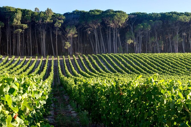 Private Full Day Stellenbosch Wine Tour - Cheese, lunch, and the real cost of the day