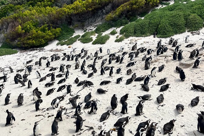 Private Guided Tour in Cape of Good Hope and Table Mountain - Maiden’s Cove and the Twelve Apostles