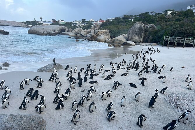 Private Guided Tour to Cape of Good Hope and Penguins Colony - Key points to know before you book