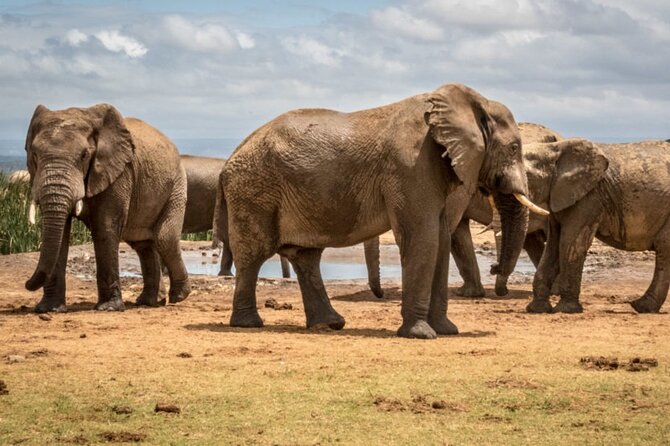 Private Half-Day Addo Elephant National Park Safari - Why Addo works well for a half-day safari