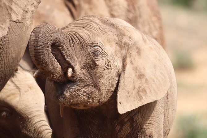 Private Half-Day Addo Elephant National Park Safari - A private safari changes the pace