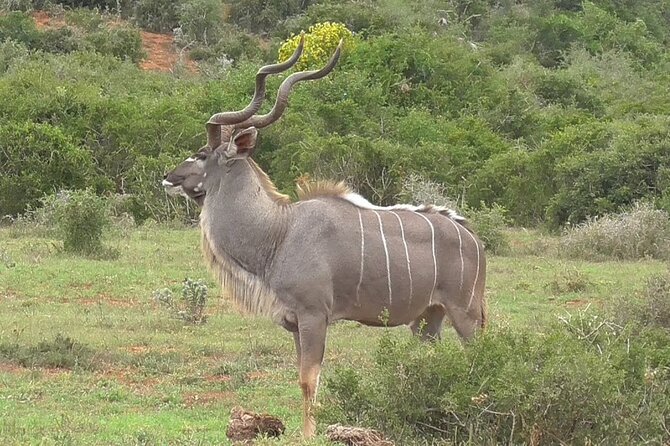 Private Half-Day Addo Elephant National Park Safari - Lunch at the park restaurant