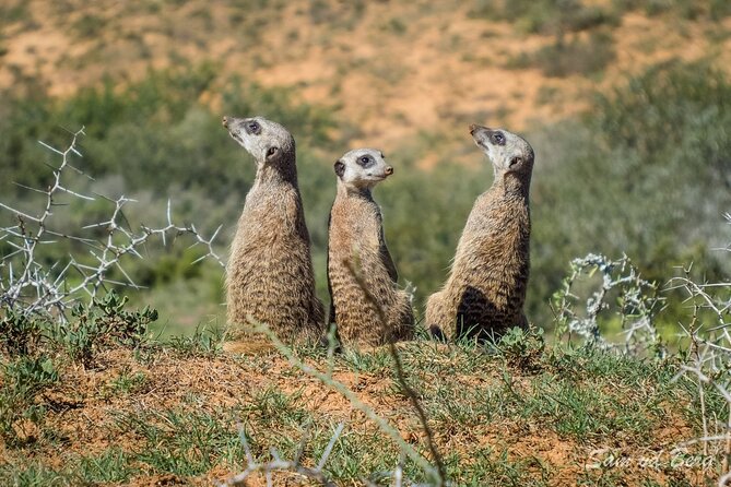 Private Half-Day Addo Elephant National Park Safari - Is $141.41 per person good value?