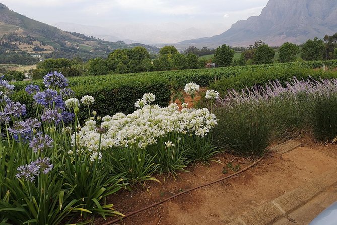 Private Half DayTour:Cape Winelands, Stellenbosch from Cape Town - Who will get the most from this tour
