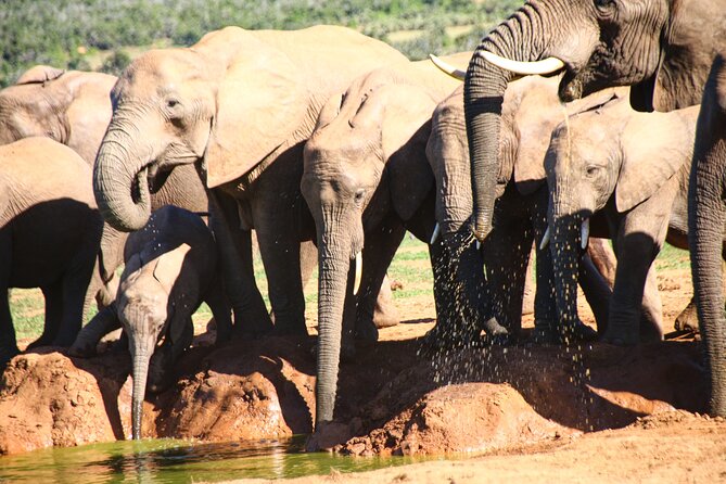 Private Kruger Park Safari and Panorama Route - Working with Vusi or Khongi as your private guides