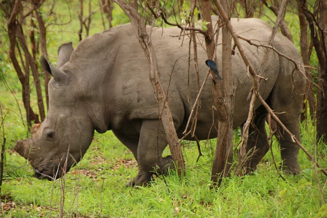 Private Kruger Park Safari and Panorama Route - Day 3: God’s Window, Blyde River Canyon, and the return journey