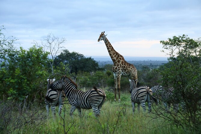 Private Kruger Park Safari and Panorama Route - Practical advice for making the most of it