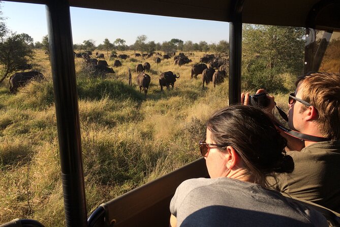 Private Morning Game Drive from Hazyview l Kruger National Park - Who will get the most from this safari