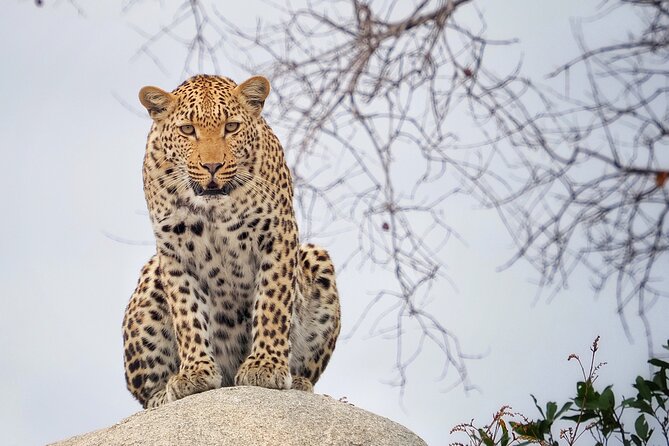 Private Morning Game Drive from Hazyview l Kruger National Park - Leaving Hazyview at 5:00 am