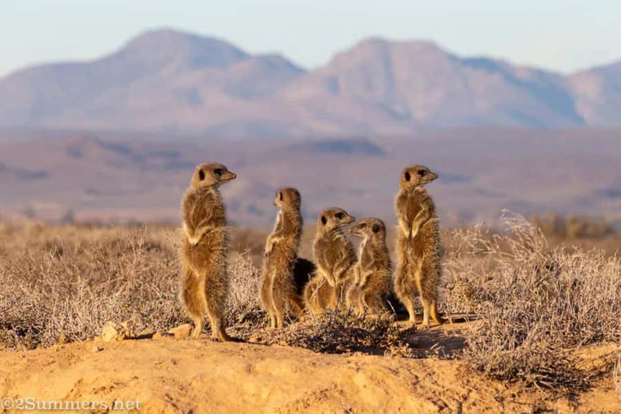 Private Oudtshoorn Full Day Tour - How the private format affects the value