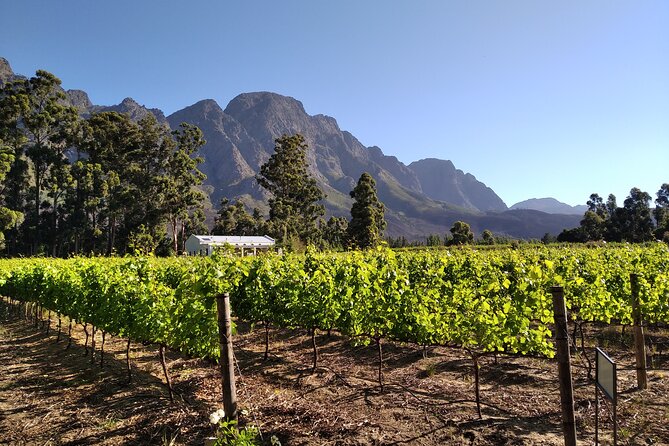 Private Package to Finest Vineyards - Stellenbosch pickup - The guide makes the flexible plan useful