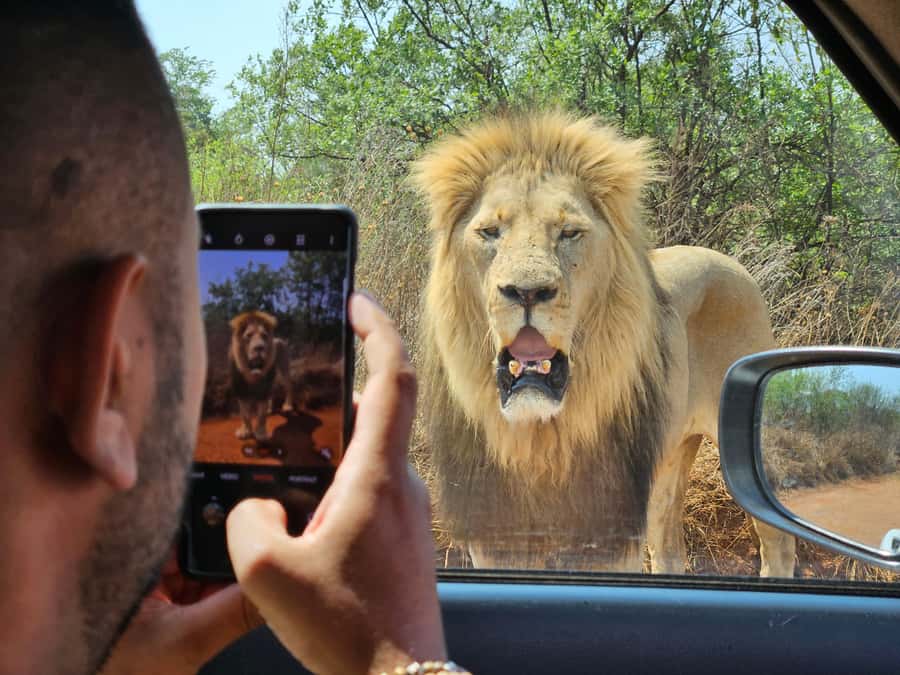 Private Rhino and Lion Park, Cradle Caves or Maropeng Museum - Shane’s local view of South Africa