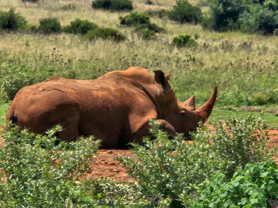 Private Rhino and Lion Park, Cradle Caves or Maropeng Museum - Choosing Maropeng Museum or Sterkfontein Caves