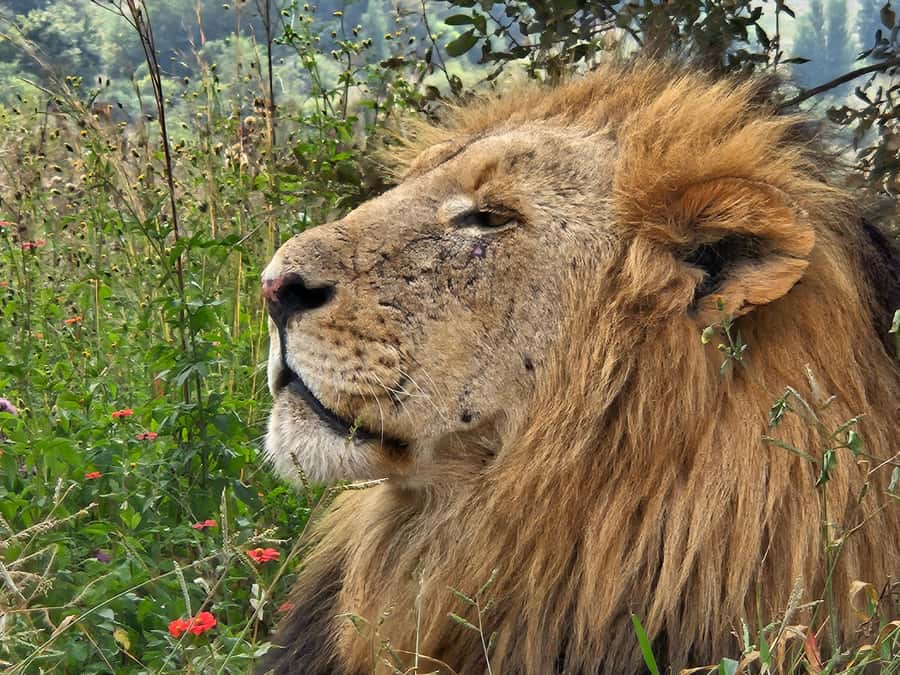 Private Rhino and Lion Park, Cradle Caves or Maropeng Museum - Timing, comfort, and what to bring