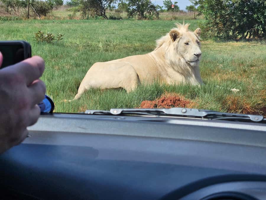 Private Rhino and Lion Park, Cradle Caves or Maropeng Museum - Who will enjoy this private safari and fossil day?