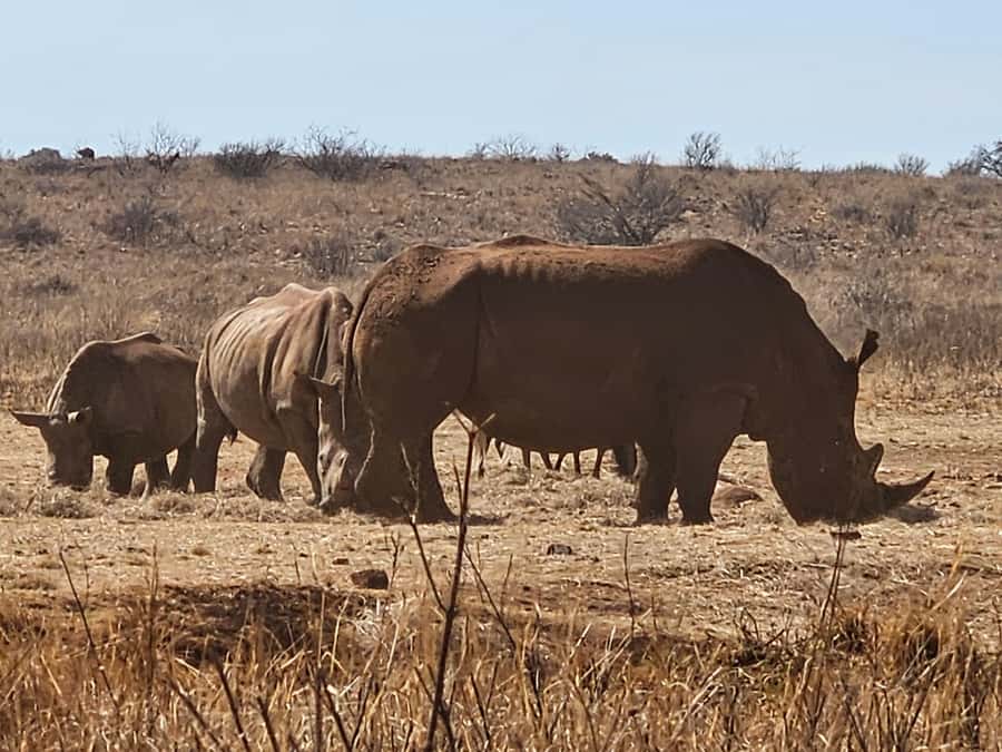 Private Rhino and Lion Park, Cradle Caves or Maropeng Museum - Three hours among lions, rhinos, and wild dogs