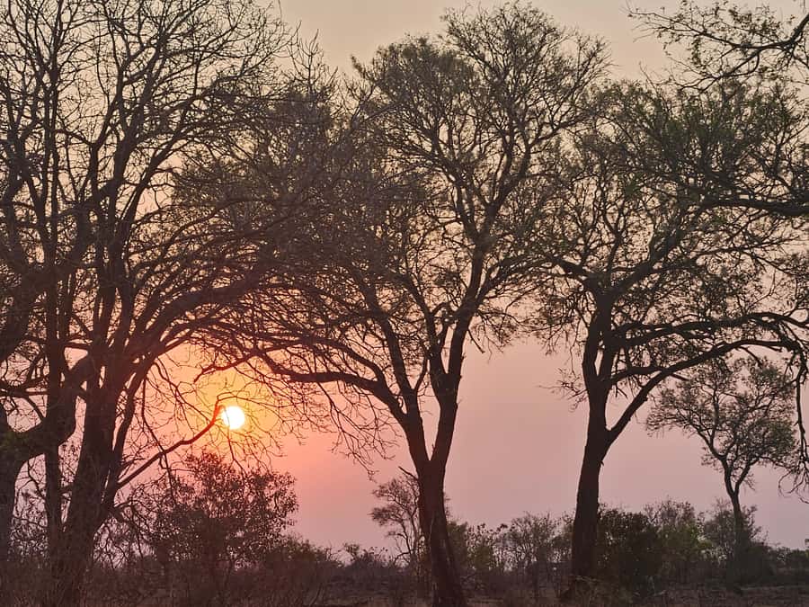 Private Safari Tour: Pilansberg National Park Big 5 - Should you book the Pilanesberg day trip?