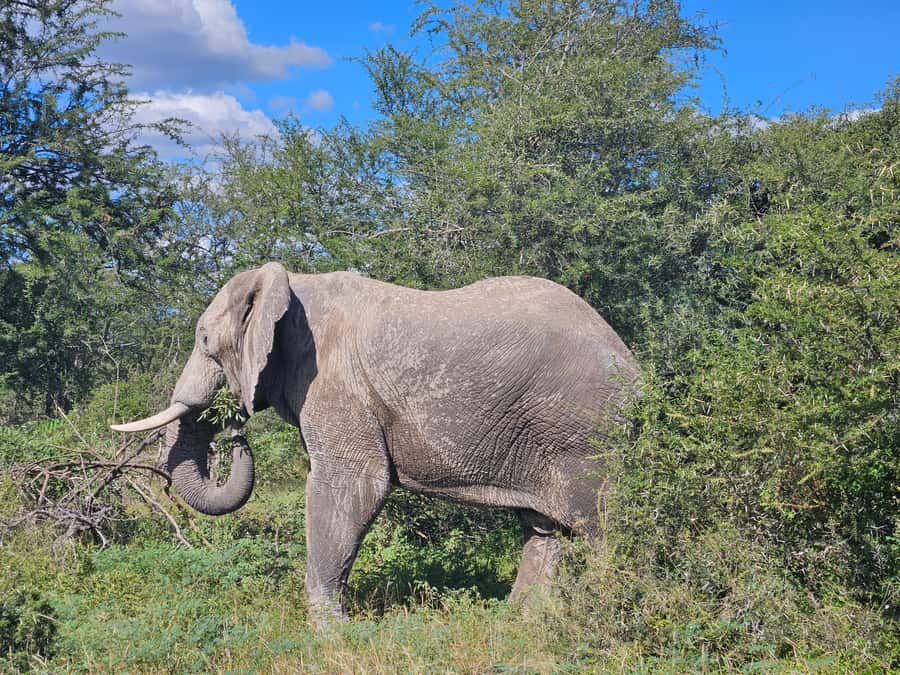 Private Safari Tour: Pilansberg National Park Big 5 - Six hours of patient wildlife searching