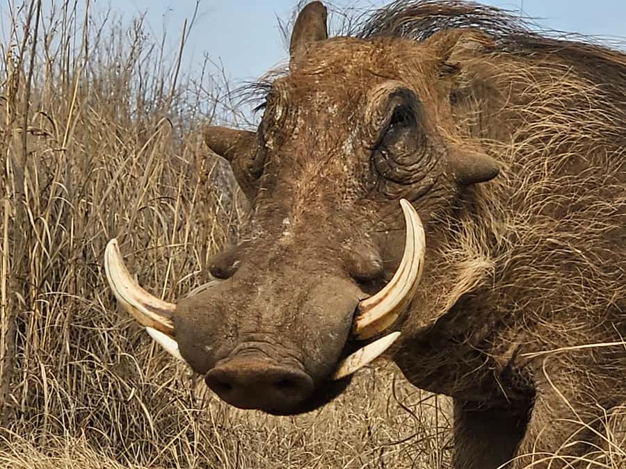 Private Safari Tour: Pilansberg National Park Big 5 - The Big Five question: hope for more, expect less