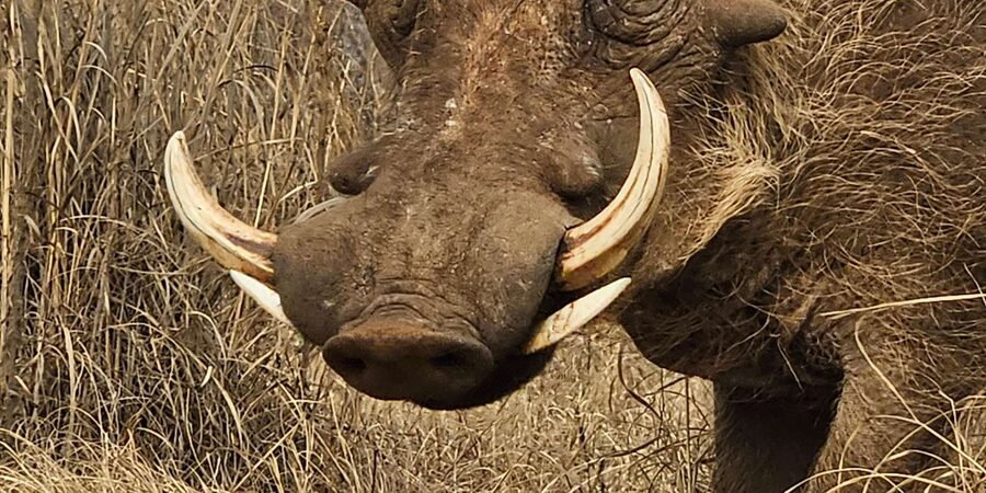 Private Safari Tour: Pilansberg National Park Big 5 - Lunch inside the reserve and the rhythm of the day
